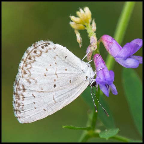 Northern Azure