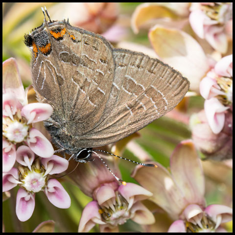 Striped Hairstreak