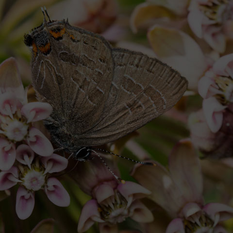 Striped Hairstreak