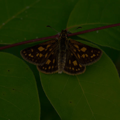 Arctic Skipper