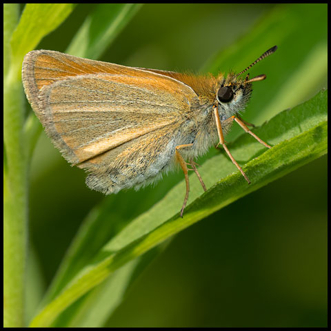 European Skipper