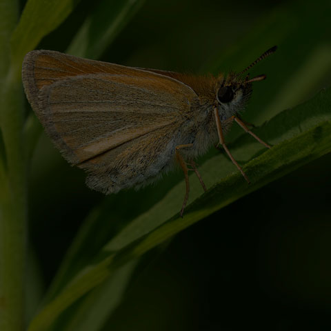 European Skipper