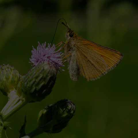 European Skipper