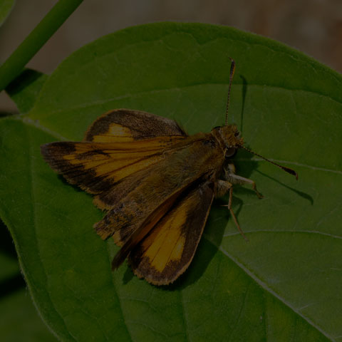 Hobomok Skipper