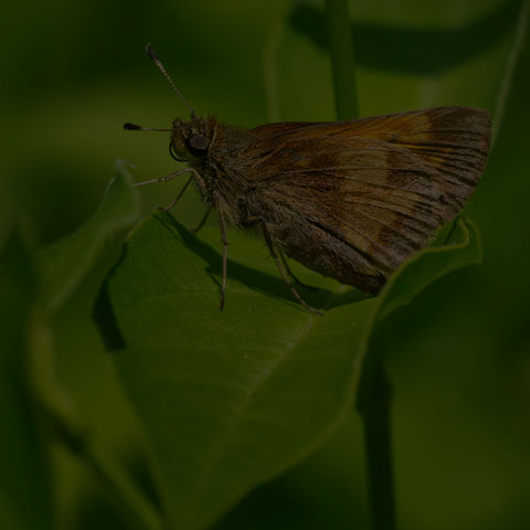Hobomok Skipper
