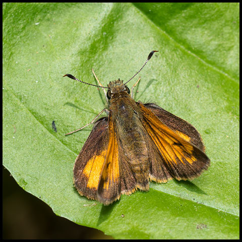 Hobomok Skipper