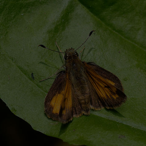 Hobomok Skipper