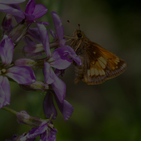 Hobomok Skipper