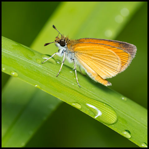 Least Skipper