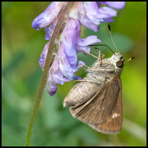 Little Glassywing