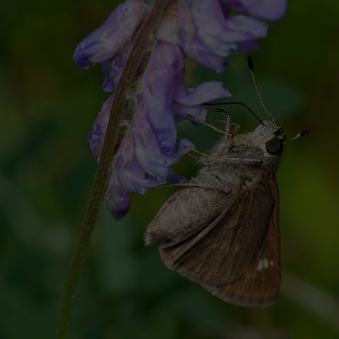 Little Glassywing