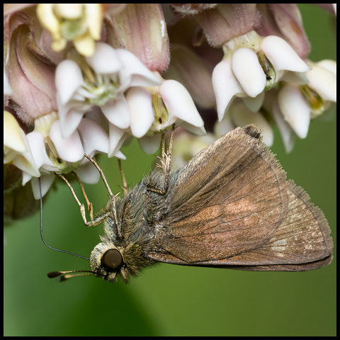 Little Glassywing