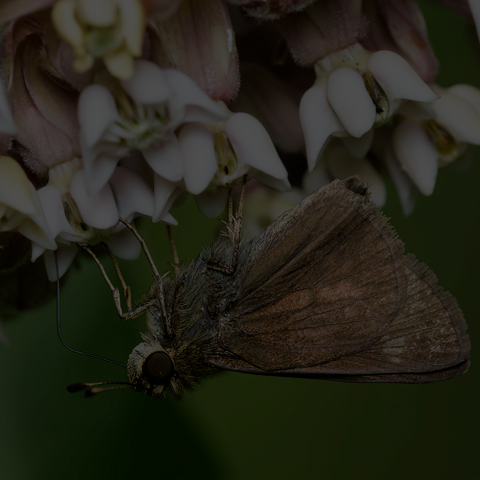 Little Glassywing