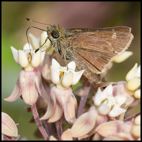 Little Glassywing