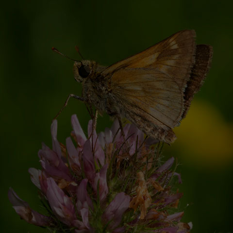 Long Dash Skipper