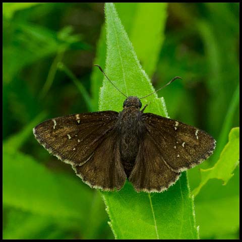 Northern Cloudywing