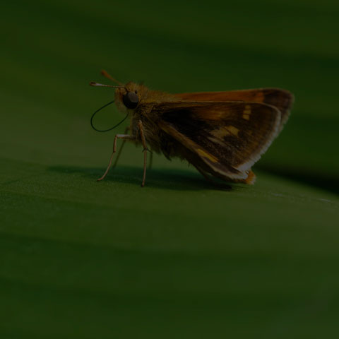 Peck's Skipper
