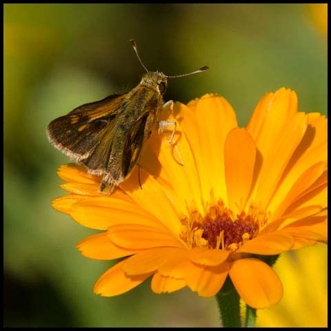 Peck's Skipper