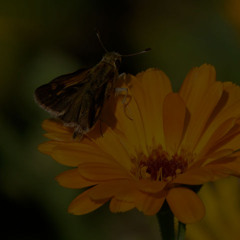 Peck's Skipper