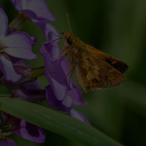 Peck's Skipper