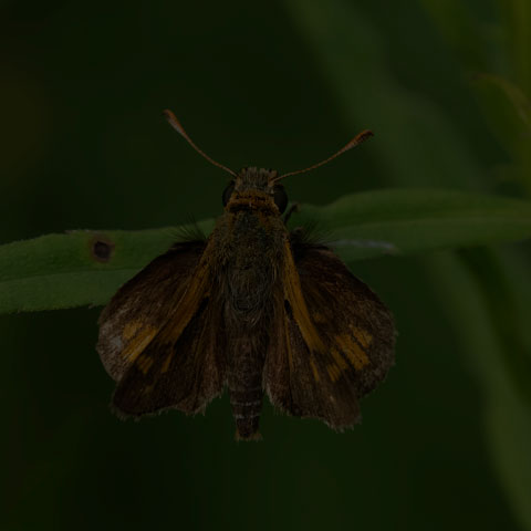 Peck's Skipper