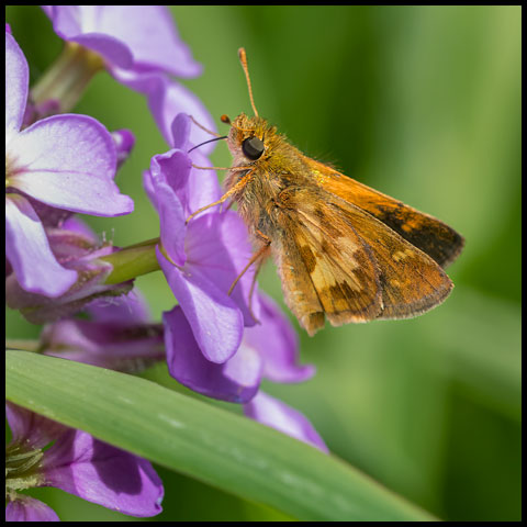 Peck's Skipper