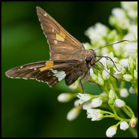 Silver-spotted Skipper