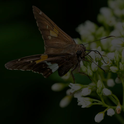 Silver-spotted Skipper