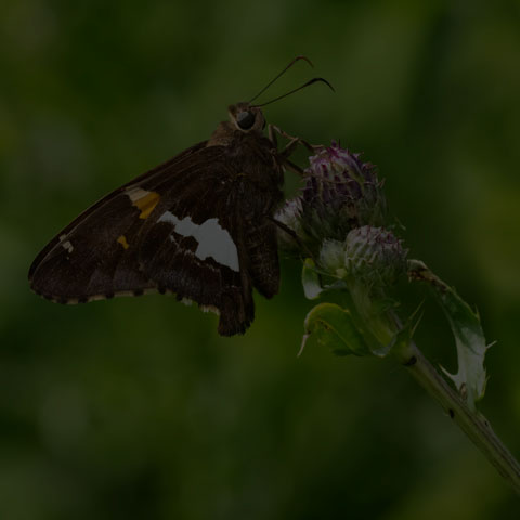 Silver-spotted Skipper