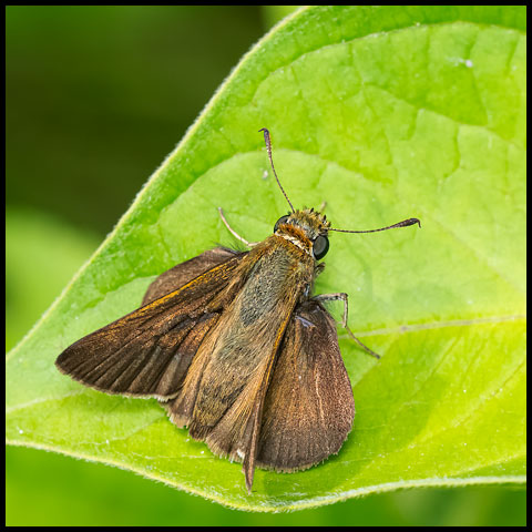 Skipper Butterflies