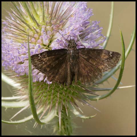 Wild Indigo Duskywing