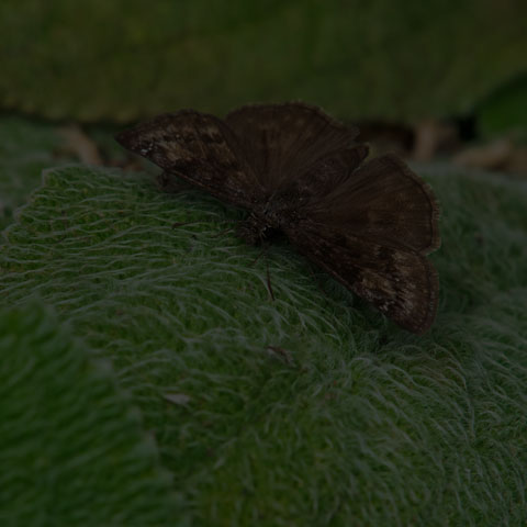 Wild Indigo Duskywing