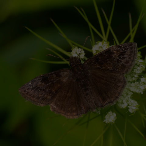 Wild Indigo Duskywing