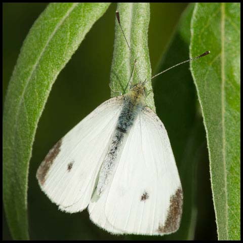 Cabbage White