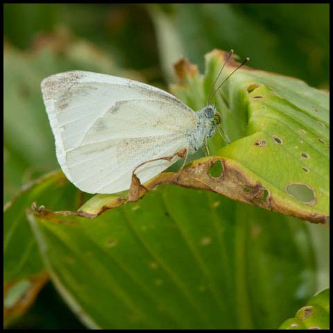 Cabbage White