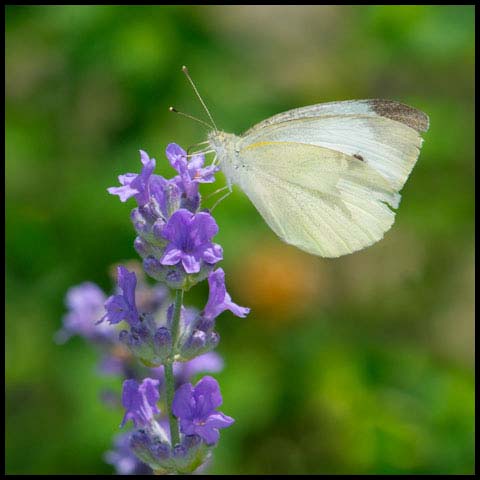 Cabbage White