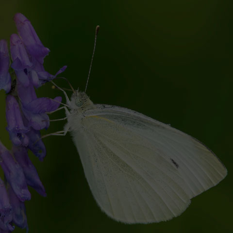 Cabbage White
