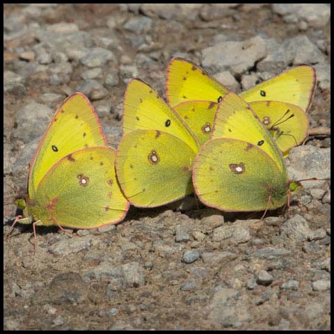 Clouded Sulphur Butterfly