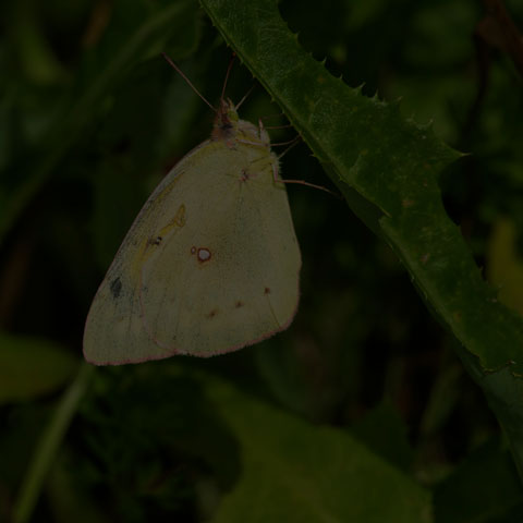 Clouded Sulphur Butterfly