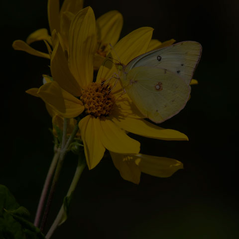 Clouded Sulphur Butterfly