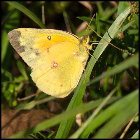 Orange Sulphur
