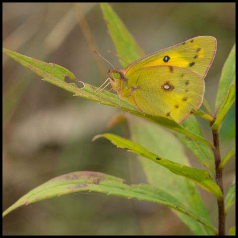 Orange Sulphur