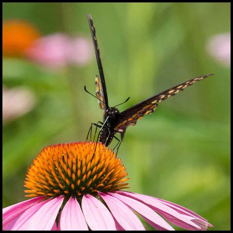 Black Swallowtail