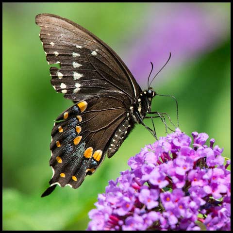 Spicebush Swallowtail