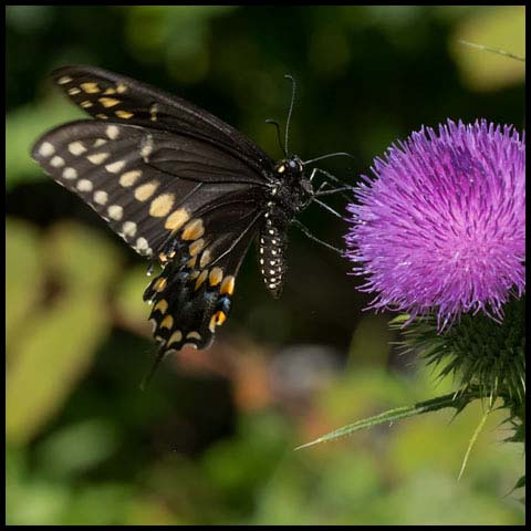 Swallowtail Butterflies