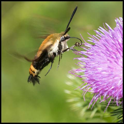 Clearwing & Sphinx Moths