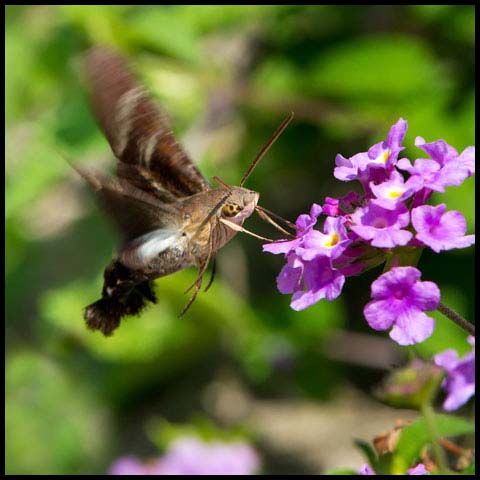 Fadus Sphinx