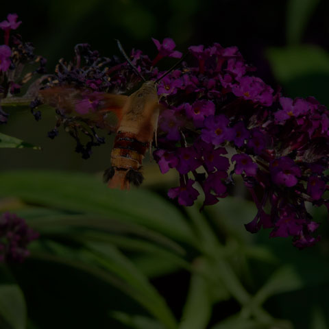 Hummingbird Clearwing