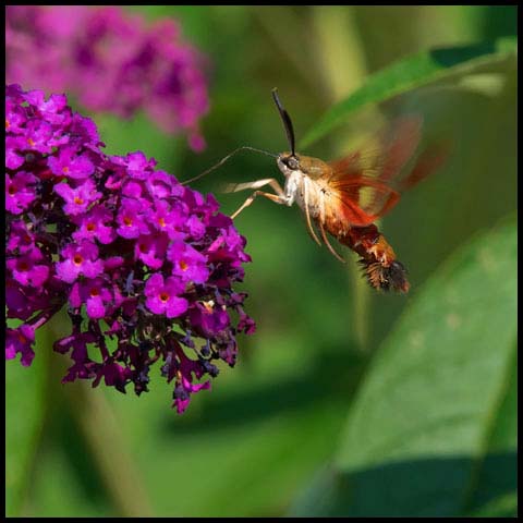 Hummingbird Clearwing