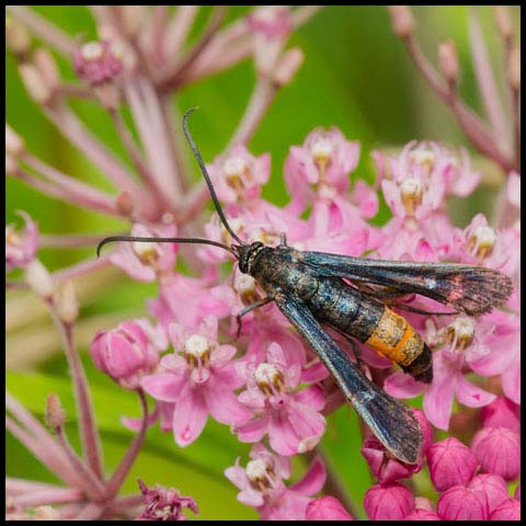 Peachtree Borer Moth